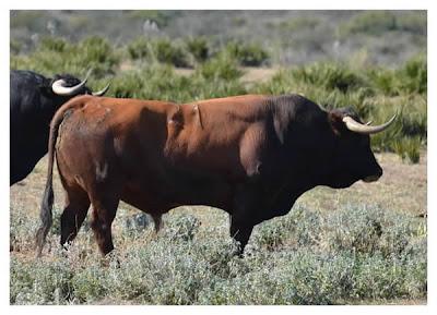 Mediador es el hombre