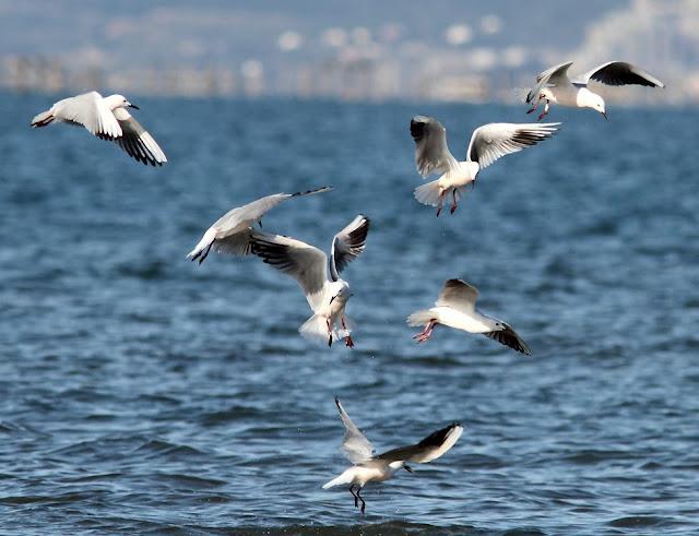 GAVIOTAS DEL MEDITERRANEO ESPAÑOL-SPANISH MEDITERRANEAN GULLS