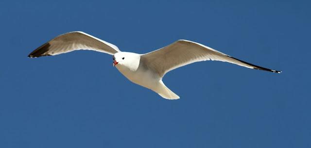 GAVIOTAS DEL MEDITERRANEO ESPAÑOL-SPANISH MEDITERRANEAN GULLS