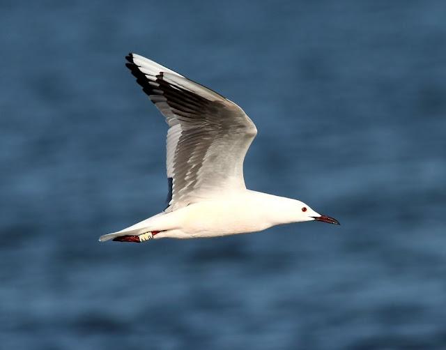 GAVIOTAS DEL MEDITERRANEO ESPAÑOL-SPANISH MEDITERRANEAN GULLS