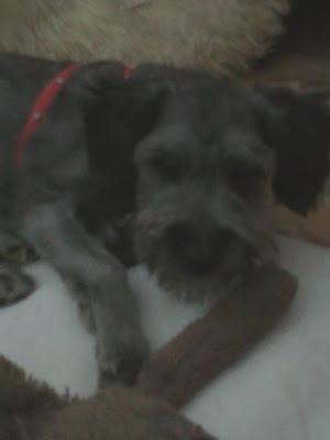 Baxter, cachorro cruce caniche/schnauzer, 4.5 meses‏.