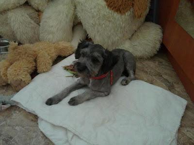 Baxter, cachorro cruce caniche/schnauzer, 4.5 meses‏.