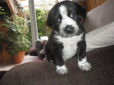 Fiona, una bebita superviviente de 1 mes, busca familia
