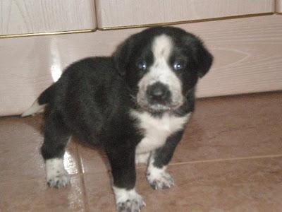 Fiona, una bebita superviviente de 1 mes, busca familia