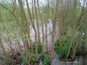 Zona anegada rio Cubía - Grado Asturias