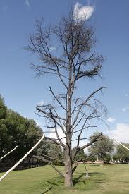 El Cedro Azul de Manlleu, D.E.P.