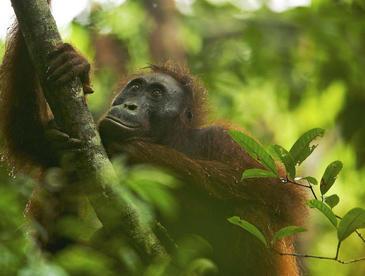 Los orangutanes son buenos ingenieros