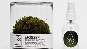 Mosser :: terrario con musgo