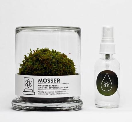 Mosser :: terrario con musgo