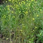 mostaza negra planta medicinal