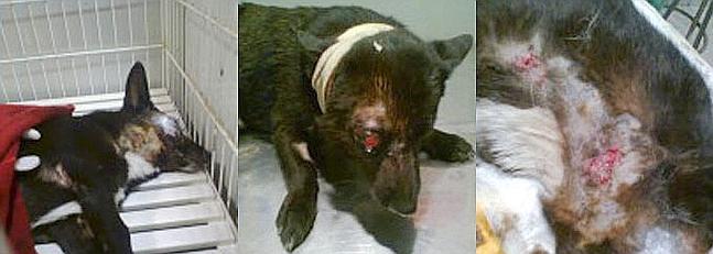 Tres menores «torturaron por macabra diversión» a tres perros hasta ahogarlos Atada y en un bidón con sus cachorros