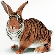 La victoriosa estratagema de aparentar. Conejo disfrazado de tigre