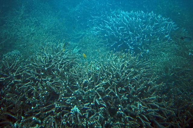 La Gran Barrera de Coral