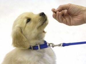 Consejos para “enseñar” a cachorros