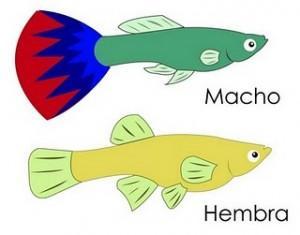 Comentario en Mi pez tiene barriga por Tipos De Lamparas | Lamparas de Pie