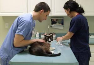 Comentario en El dilema de elegir veterinario por auxiliar de veterinaria Comentario en El dilema de elegir veterinario por auxiliar de veterinaria
