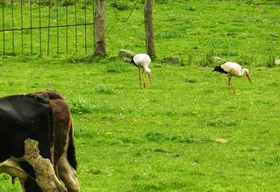 Las cigüeñas han vuelto