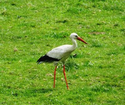 Las cigüeñas han vuelto