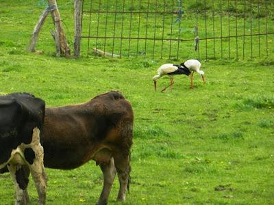 Las cigüeñas han vuelto