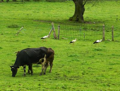 Las cigüeñas han vuelto