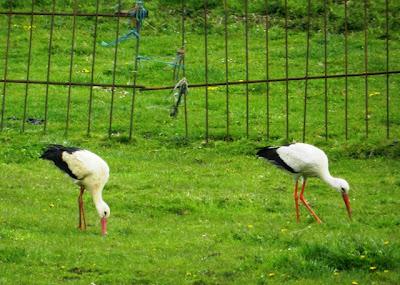 Las cigüeñas han vuelto