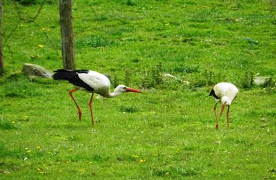 Las cigüeñas han vuelto