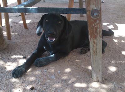 Black, necesita urgentemente una familia (Murcia)