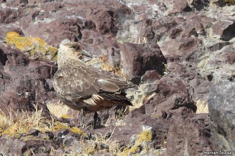 Escúa canela (Stercorarius chilensis)