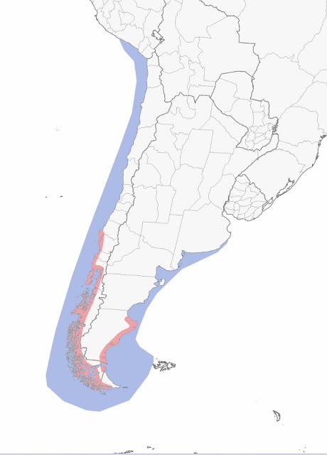Escúa canela (Stercorarius chilensis)