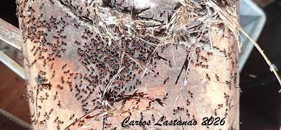 Ya llega la primavera