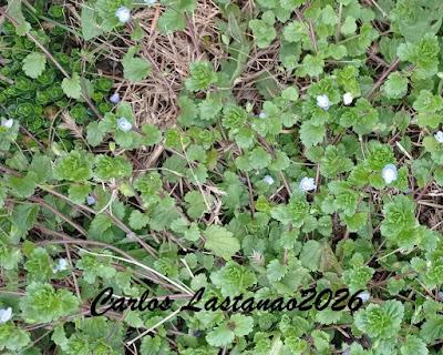 Ya llega la primavera