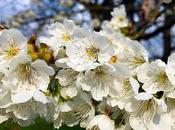 Cerezos flor