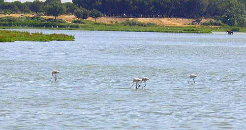 El Hombre y la Tierra: Doñana (III)