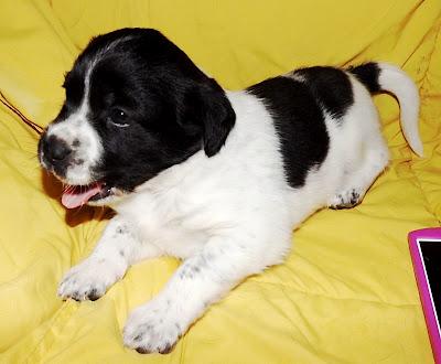 Cachorras de 6 semanas abandonadas en un contenedor (Sevilla).