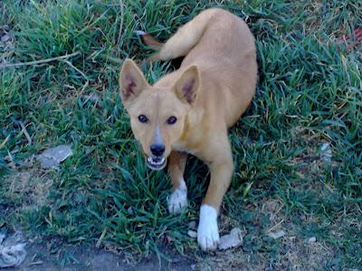 PODENCO PEQUEÑO, ABANDONADO. (CÓRDOBA).