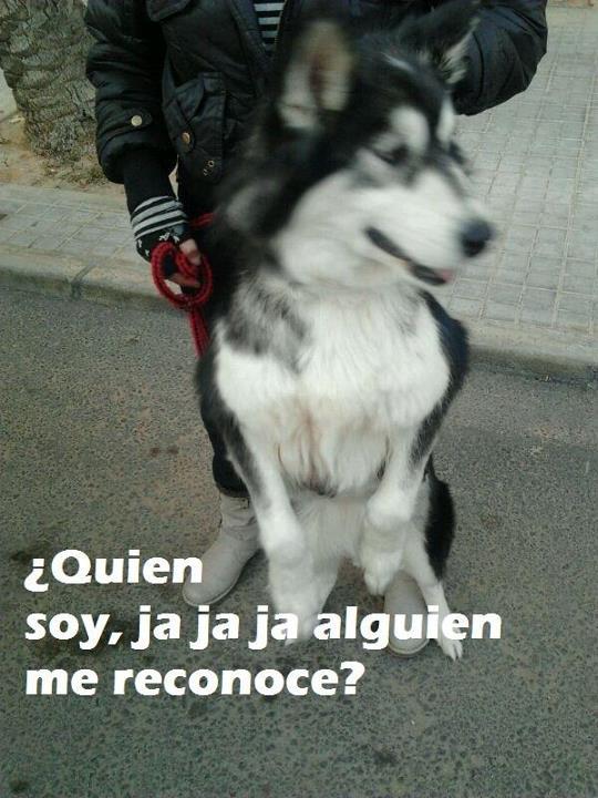 Vahva ayer- hoy