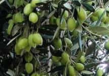 El aceite de oliva virgen, oro líquido de Andalucía