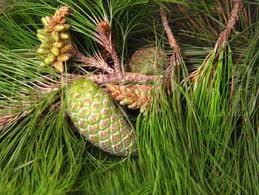 De agujas perfumadas