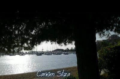 De agujas perfumadas