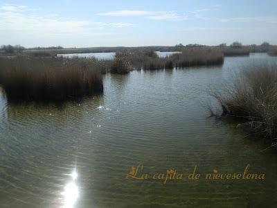 Campo de Calatrava - Flores Manchegas