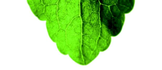 Stevia, el primer edulcorante natural sin calorías