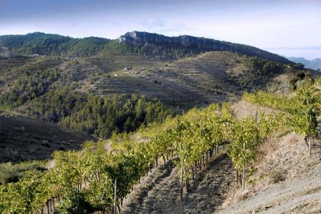 Finca Planassos de cariñena, que da nombre al vino