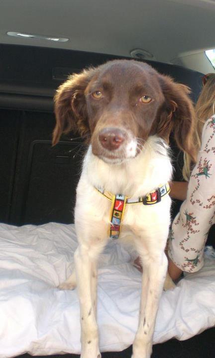 Historias de adoptad@s. Ashia