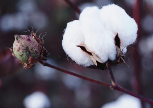 Algodón en rama.