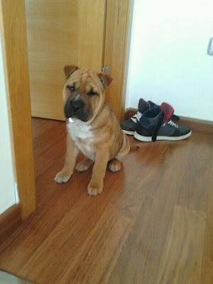 Cachorro cruce de sharpei en adopción (Murcia)‏