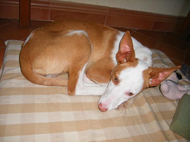 Peque , una belleza despreciada