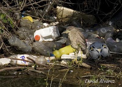 El día de la basura