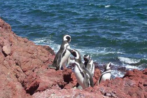 5 destinos para conocer en Puerto Madryn
