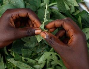 Un Alucinógeno Africano Ayuda a Superar Las Adicciones a Las Drogas