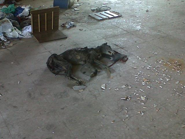 Galga maltratada y quemada en Linares